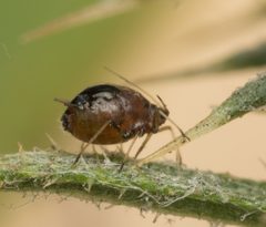 Brachycaudus cardui by no rights reserved, uploaded by Jesse Rorabaugh. Used under a CC0 license.