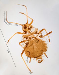 Brachycaudus cardui by no rights reserved, uploaded by Jesse Rorabaugh. Used under a CC0 license.