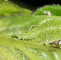 Illinoia crystleae by no rights reserved, uploaded by Jesse Rorabaugh. Used under a CC0 license.