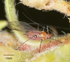 Macrosiphum gaurae by no rights reserved, uploaded by Jesse Rorabaugh. Used under a CC0 license.