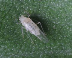 Therioaphis riehmi by (c) Steven Bodzin, some rights reserved (CC BY), uploaded by Steven Bodzin. Used under a CC-BY license.