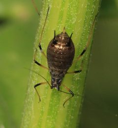 Uroleucon cirsii by (c) S. Rae, some rights reserved (CC BY). Used under a CC-BY license.