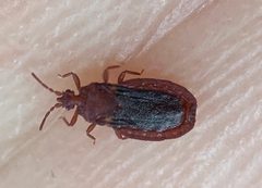 Aneurus simplex by (c) Zihao Wang, some rights reserved (CC BY), uploaded by Zihao Wang. Used under a CC-BY license.