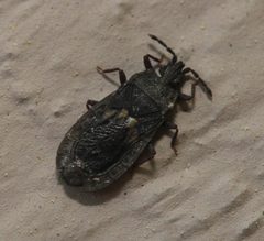Neuroctenus hopkinsi by (c) Zachary Dankowicz, some rights reserved (CC BY), uploaded by Zachary Dankowicz. Used under a CC-BY license.