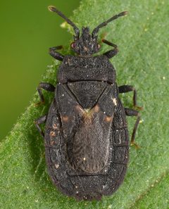 Neuroctenus pseudonymus by (c) skitterbug, some rights reserved (CC BY), uploaded by skitterbug. Used under a CC-BY license.