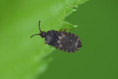 Notapictinus aurivillii by (c) northerly, some rights reserved (CC BY), uploaded by northerly. Used under a CC-BY license.