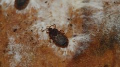 Notapictinus by (c) Nathan T. Jones, some rights reserved (CC BY), uploaded by Nathan T. Jones. Used under a CC-BY license.