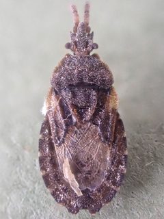 Quilnus nigrinus by (c) Trevor Van Loon, some rights reserved (CC BY), uploaded by Trevor Van Loon. Used under a CC-BY license.