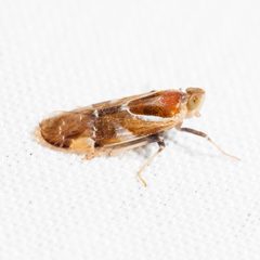 Juniperthia producta by (c) Ken-ichi Ueda, some rights reserved (CC BY), uploaded by Ken-ichi Ueda. Used under a CC-BY license.