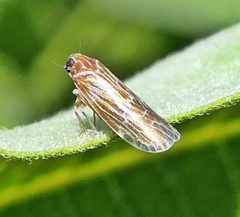 Synecdoche dimidiata by (c) christine123, some rights reserved (CC BY), uploaded by christine123. Used under a CC-BY license.