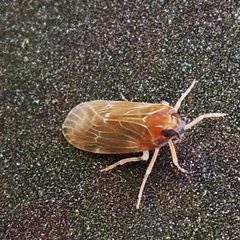 Synecdoche dimidiata by (c) Bill Keim, some rights reserved (CC BY). Used under a CC-BY license.