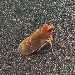 Synecdoche dimidiata by (c) Bill Keim, some rights reserved (CC BY). Used under a CC-BY license.