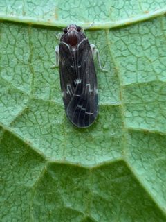 Synecdoche dimidiata by (c) Mark Richman, some rights reserved (CC BY), uploaded by Mark Richman. Used under a CC-BY license.