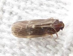 Synecdoche dimidiata by no rights reserved, uploaded by Ken Kneidel. Used under a CC0 license.