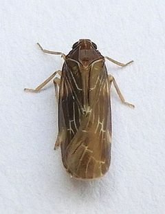 Synecdoche dimidiata by (c) jimeckert49, some rights reserved (CC BY). Used under a CC-BY license.