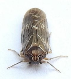 Synecdoche dimidiata by (c) jimeckert49, some rights reserved (CC BY). Used under a CC-BY license.