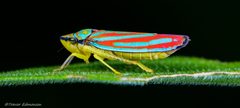 Graphocephala coccinea by (c) Trevor Edmonson, some rights reserved (CC BY), uploaded by Trevor Edmonson. Used under a CC-BY license.