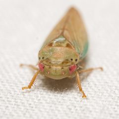Polana quadrinotata by (c) Justin Williams, some rights reserved (CC BY), uploaded by Justin Williams. Used under a CC-BY license.