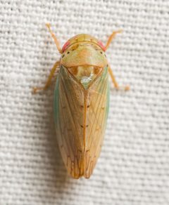 Polana quadrinotata by (c) Justin Williams, some rights reserved (CC BY), uploaded by Justin Williams. Used under a CC-BY license.