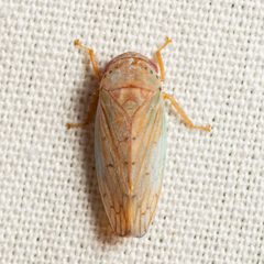 Polana quadrinotata by (c) Justin Williams, some rights reserved (CC BY), uploaded by Justin Williams. Used under a CC-BY license.