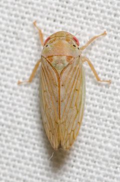Polana quadrinotata by (c) Justin Williams, some rights reserved (CC BY), uploaded by Justin Williams. Used under a CC-BY license.