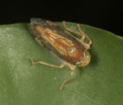 Coelidiinae by (c) portioid, some rights reserved (CC BY), uploaded by portioid. Used under a CC-BY license.