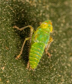 Coelidiinae by (c) portioid, some rights reserved (CC BY), uploaded by portioid. Used under a CC-BY license.