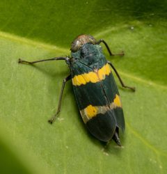 Coelidiinae by (c) portioid, some rights reserved (CC BY), uploaded by portioid. Used under a CC-BY license.