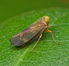 Coelidiinae by (c) Christian Back, some rights reserved (CC BY), uploaded by Christian Back. Used under a CC-BY license.