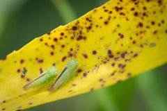 Idiocerus raphus by (c) Andrew Cannizzaro, some rights reserved (CC BY), uploaded by Andrew Cannizzaro. Used under a CC-BY license.