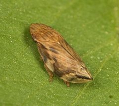 Aphrophoridae by (c) portioid, some rights reserved (CC BY), uploaded by portioid. Used under a CC-BY license.