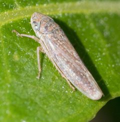 Graphocephala subrufa by no rights reserved, uploaded by Jesse Rorabaugh. Used under a CC0 license.