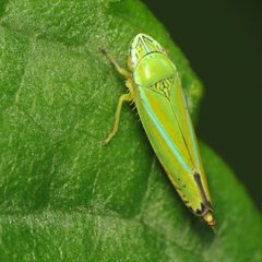 Graphocephala versuta by (c) Katja Schulz, some rights reserved (CC BY). Used under a CC-BY license.