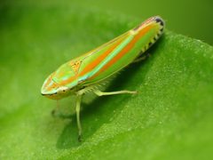 Graphocephala versuta by (c) Katja Schulz, some rights reserved (CC BY), uploaded by Katja Schulz. Used under a CC-BY license.