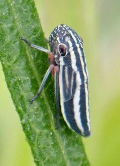 Cuerna costalis by (c) drnancyjackson, some rights reserved (CC BY). Used under a CC-BY license.