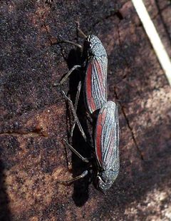 Cuerna striata by (c) christine123, some rights reserved (CC BY), uploaded by christine123. Used under a CC-BY license.