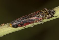 Homalodisca liturata by no rights reserved, uploaded by Jesse Rorabaugh. Used under a CC0 license.