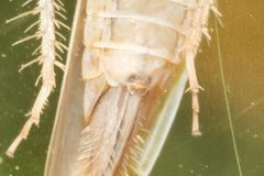 Arundanus latidens by (c) Alex Stach, some rights reserved (CC BY), uploaded by Alex Stach. Used under a CC-BY license.