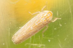 Arundanus latidens by (c) Alex Stach, some rights reserved (CC BY), uploaded by Alex Stach. Used under a CC-BY license.