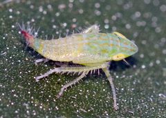 Fieberiella florii by (c) Catherine C. Galley, some rights reserved (CC BY), uploaded by Catherine C. Galley. Used under a CC-BY license.