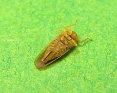 Macrosteles lepidus by no rights reserved, uploaded by Ken Kneidel. Used under a CC0 license.