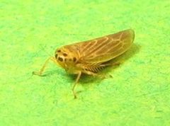 Macrosteles lepidus by no rights reserved, uploaded by Ken Kneidel. Used under a CC0 license.