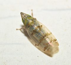 Japananus hyalinus by (c) Zachary Dankowicz, some rights reserved (CC BY), uploaded by Zachary Dankowicz. Used under a CC-BY license.