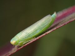 Chlorotettix rugicollis by (c) Eridan Xharahi, some rights reserved (CC BY), uploaded by Eridan Xharahi. Used under a CC-BY license.