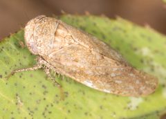 Paraphlepsius continuus by no rights reserved, uploaded by Jesse Rorabaugh. Used under a CC0 license.