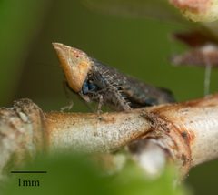 Scaphytopius loricatus by no rights reserved, uploaded by Jesse Rorabaugh. Used under a CC0 license.