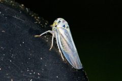 Balcanocerus crataegi by (c) Owen Strickland, some rights reserved (CC BY), uploaded by Owen Strickland. Used under a CC-BY license.