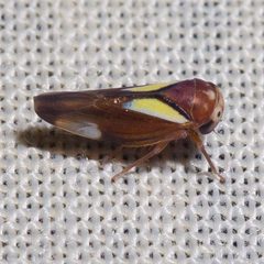 Balcanocerus provancheri by (c) Ken-ichi Ueda, some rights reserved (CC BY), uploaded by Ken-ichi Ueda. Used under a CC-BY license.