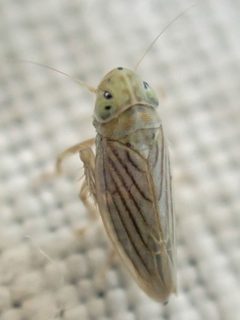 Neocoelidia ramona by (c) Trevor Van Loon, some rights reserved (CC BY), uploaded by Trevor Van Loon. Used under a CC-BY license.