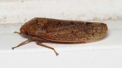 Ponana puncticollis by (c) Nick Block, some rights reserved (CC BY), uploaded by Nick Block. Used under a CC-BY license.